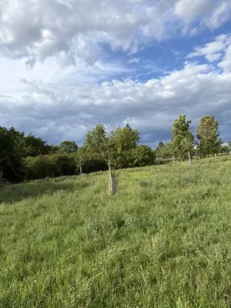 Foto treephoto-p8bvixh56d8oivqc5jqjk0j2.jpeg