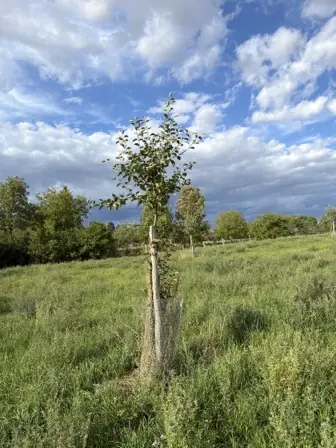 Foto treephoto-pvu8yq8d9k57otgc996td3uo.jpeg