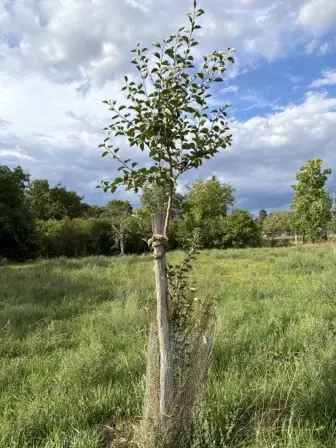 Foto treephoto-qkv3zkrsa44w0f3ybeesq1ch.jpeg