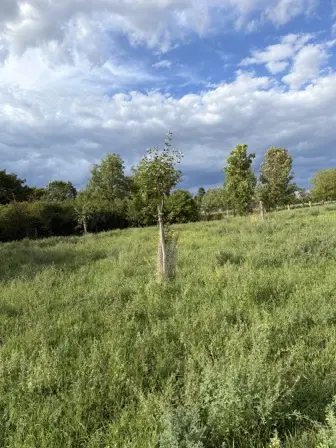Foto treephoto-z1k8dwnyl5qb4s4ha0cubtkn.jpeg