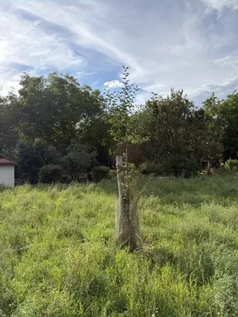 Foto treephoto-z8hyasa63e8ajv6ksh7eo16n.jpeg