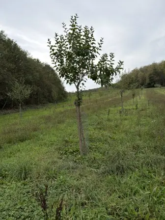 Foto treephoto-bamyln0dt4e8wlgdai6e8pr8.jpeg
