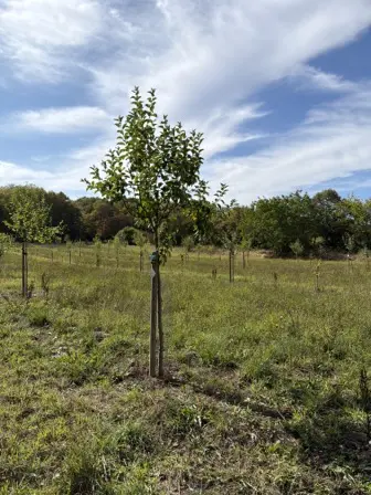Foto treephoto-e7k5t8bdryz6mkjj296ywdbf.jpeg