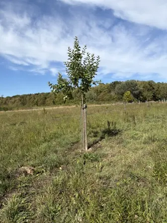 Foto treephoto-eienfbpxpcetejkffxwt5x3v.jpeg