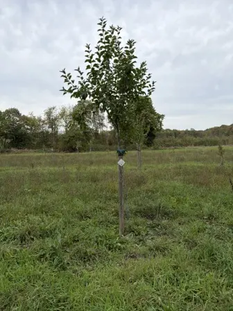 Foto treephoto-j9pho6i1rzgkvu70xjm93vqv.jpeg