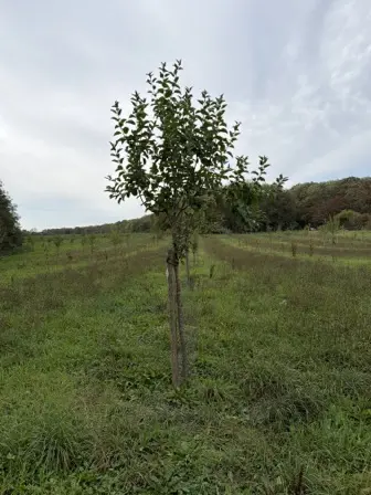 Foto treephoto-ocxhw6bf0t6fji2h80b3u7sn.jpeg