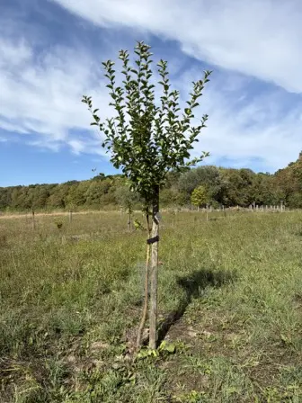 Foto treephoto-uip4421v6gdlenidmplujiur.jpeg