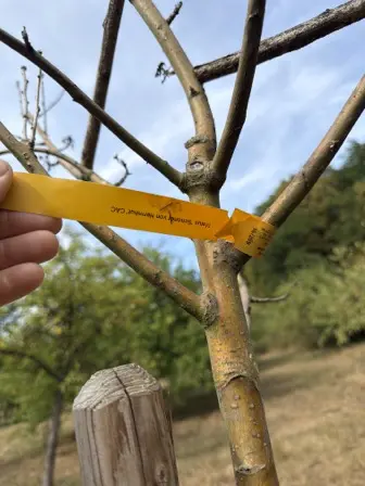 Foto treephoto-f48fhuqlk8uembgrkfhkz5pl.jpeg