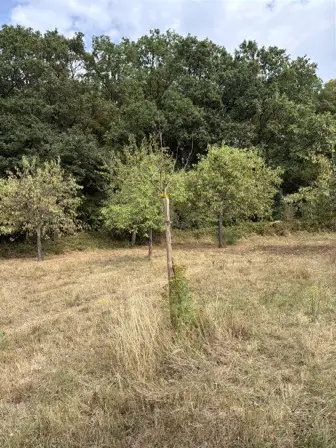 Foto treephoto-iqf21p5w281ri2gw1ohyq740.jpeg