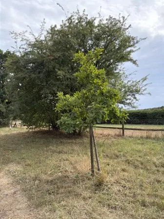 Foto treephoto-aoyzrke6b3sqlg3lq0wutd50.jpeg