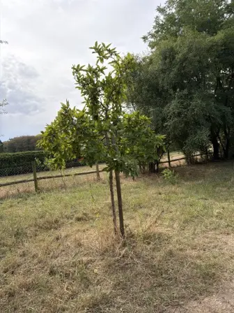 Foto treephoto-kvt8372rftg8hx7kdl5cnbxi.jpeg