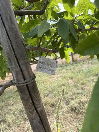 Foto treephoto-uwi52rfvchchacwj7nmfq3jc.jpeg