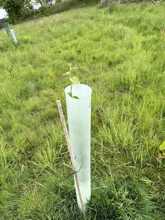 Foto treephoto-nyyjenrw0z6jmvspwv1myto6.jpeg