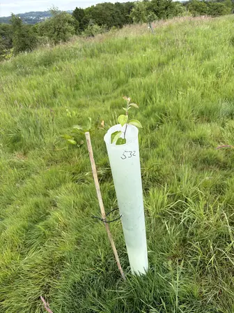 Foto treephoto-rxd594ft1mgqxg1rxlr6p352.jpeg