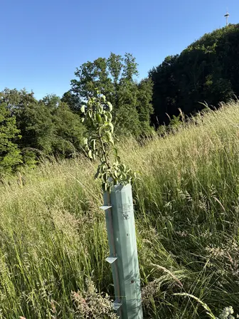 Foto treephoto-e731ylluct21ktgoji48ytfo.jpeg