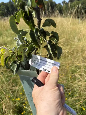 Foto treephoto-i3067db3s40l7s134ewevxg7.jpeg
