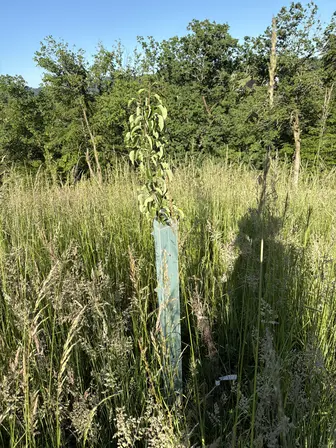 Foto treephoto-l78g1o3fqf1nzpq8uwhrdn14.jpeg