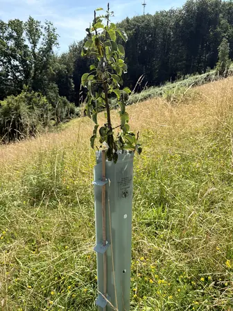 Foto treephoto-myyln7sj1w6797379vshtgfc.jpeg