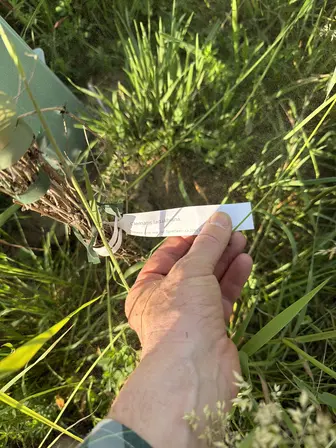 Foto treephoto-obmuchiyx46gkv7zmrdgak1f.jpeg
