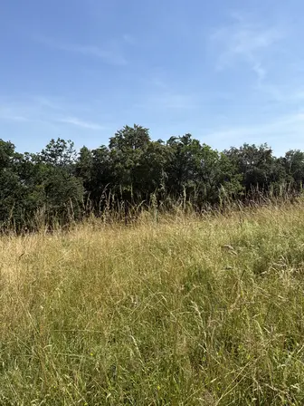 Foto treephoto-q1vk8147kld4durnq1ka1zg8.jpeg