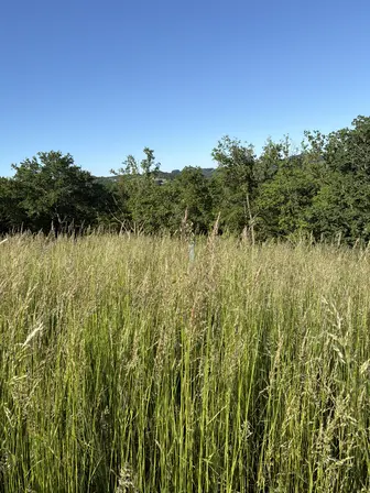 Foto treephoto-tr7k9vakcuofzm11acn0vvr6.jpeg