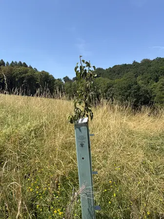 Foto treephoto-x6r3qfo0hc6pamn8e21hyk0h.jpeg