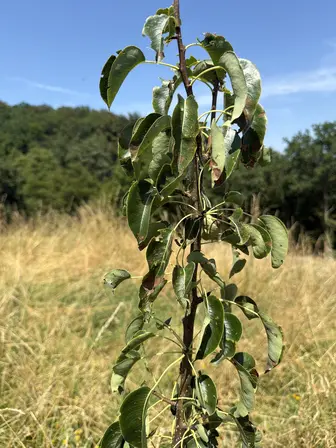 Foto treephoto-ykatzwg1g5belp9uhbt8sj0v.jpeg