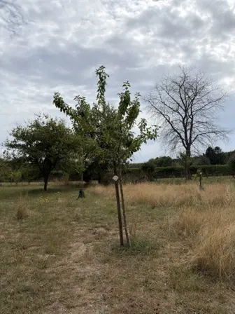 Foto treephoto-a5l927jgdeqk5rq30lb56fry.jpeg