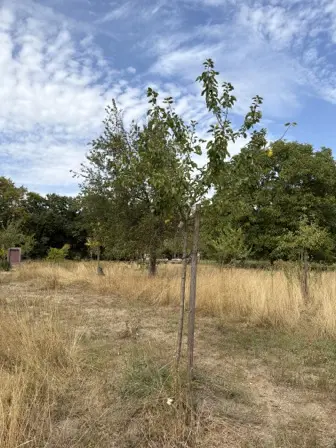 Foto treephoto-bm9q0wdv96qytrh4gfnwlmtr.jpeg