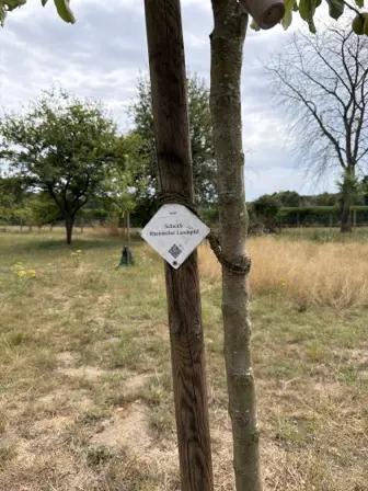 Foto treephoto-jdob7g3u41jujtpr48nexd1c.jpeg