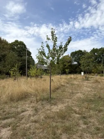 Foto treephoto-odml0ztz9zy60fahxeqvrbsr.jpeg