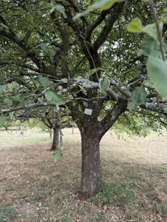 Foto treephoto-ayqn0ejlremwccavp4t71rbx.jpeg