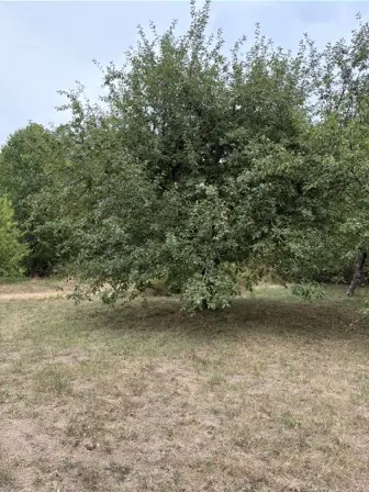 Foto treephoto-g32crz8gmwkvm51ozxqsfvba.jpeg