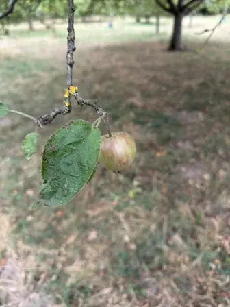 Foto treephoto-kt402d0zpbsgraxd8pswsv3k.jpeg