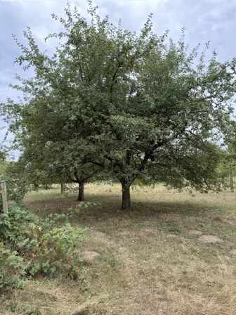 Foto treephoto-p44b96jt15xr9cldjuooo50e.jpeg