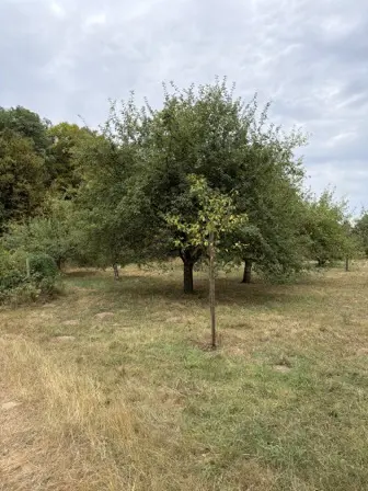 Foto treephoto-rmp3u5kh6qdw922a0p8531c8.jpeg