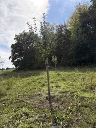 Foto treephoto-bg8s6k6yxbus6dmssazbdtfu.jpeg