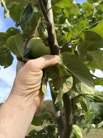 Foto treephoto-bgatmyk363pv9qcv8dc7zk5g.jpeg