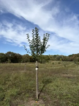 Foto treephoto-es3kzno65yt1ydfdw5e5z8r0.jpeg