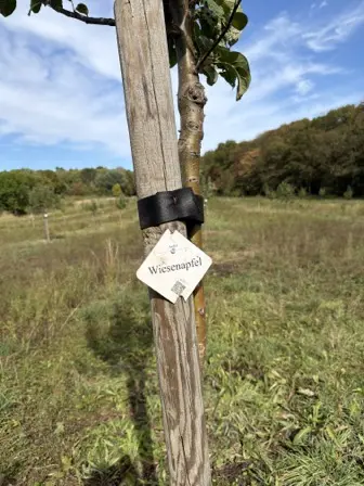 Foto treephoto-g2zgwwm29y9m7y13tt71g61c.jpeg