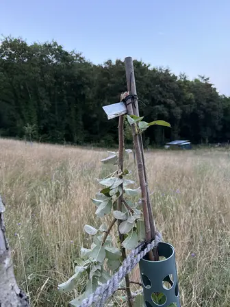 Foto treephoto-ddfyr2a1learngf5y6yge2qw.jpeg