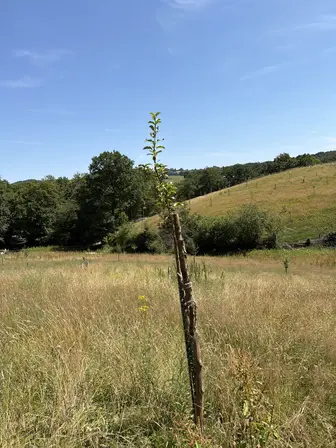 Foto treephoto-f5nm2u3tdyq13bcqn4xmhlhg.jpeg
