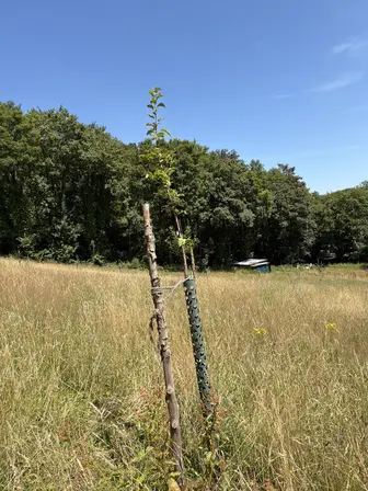 Foto treephoto-h47thy5fnbzo413x0pe30e5i.jpeg