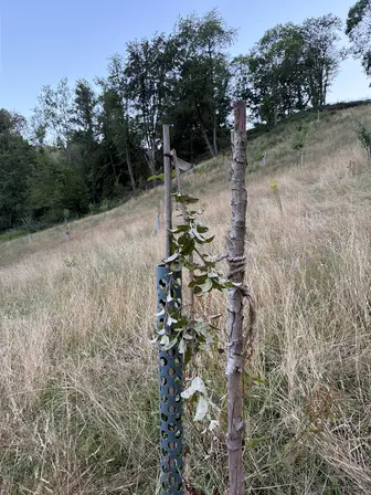 Foto treephoto-u1eundhq6u5dkcrno5ducksf.jpeg