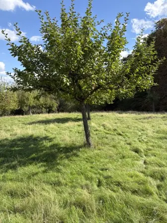 Foto treephoto-fiwdh7gligmirpr9zm0zct7h.jpeg