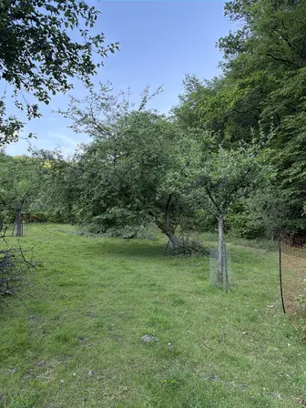 Foto treephoto-g1daq75wiam8dezywi1wwwta.jpeg