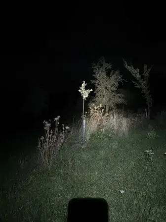 Foto treephoto-blwiu667cx8t237iygf2xkgj.jpeg