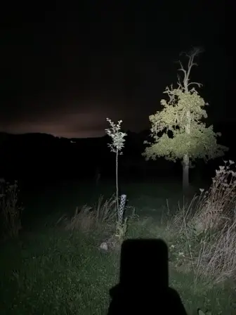 Foto treephoto-n7kcydqjizkyvd7kmoohaqcr.jpeg