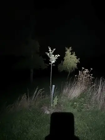 Foto treephoto-o0zout9d5v95sl0467h8g58m.jpeg