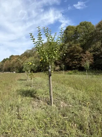 Foto treephoto-a0n6snxeduu7rluqtd2zc66e.jpeg